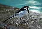 An African Pied Wagtail in Kilifi, Kenya