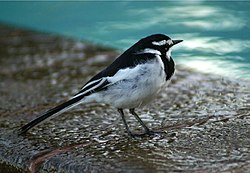 An African pied wagtail in Kilifi, Kenya