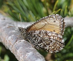 タカネヒカゲ、飛騨山脈蝶ヶ岳の高山帯にて（2015年7月）