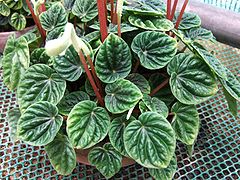 Description de l'image Peperomia caperata 1-OB9.jpg.