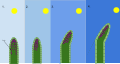 A diagram of the mechanism of phototropism in oat coleoptiles