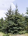 White spruce