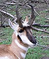 Pronghorn