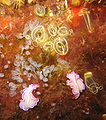 Clavelina lepadiformis (gros tuniciers jaunes) avec Clavelina nana (petits tuniciers transparents), algues, actinies, hydrozoaires, et deux planaires roses Prostheceraeus giesbrechtii (non sessile)