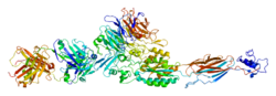 PDB прорисовано на основе 1txv.