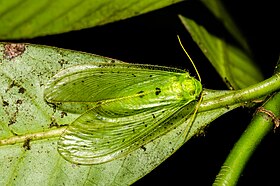 Fotografia feita na Índia de um Neuroptera Ithonidae do gênero Rapisma, o único que ocorre na região indo-malaia e que se distribui até a Malásia; com aproximadamente 20 espécies descritas.[1]