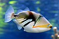 Lagoon triggerfish