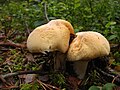 Cortinarius caperatus