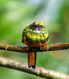 Male G. r. melanogenia Costa Rica