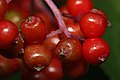 Fruit (Mount Baker-Snoqualmie National Forest)