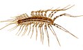 Image 28The house centipede Scutigera coleoptrata has rigid sclerites on each body segment. Supple chitin holds the sclerites together and connects the segments flexibly. Similar chitin connects the joints in the legs. Sclerotised tubular leg segments house the leg muscles, their nerves and attachments, leaving room for the passage of blood to and from the hemocoel (from Arthropod exoskeleton)