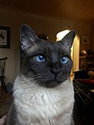 Seal point Siamese-Himalayan cat mixed breed cat