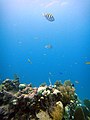 Sergeant major fish over French Reef