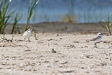 Photograph of a sandy, sparsely vegetated area with two snowy plovers