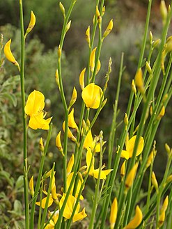 Ginestra odorosa