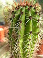 Organ pipe cactus stem