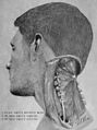 Rectus capitis posterior major's relationship to other suboccipital muscles.