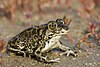 Eastern spadefoot toad