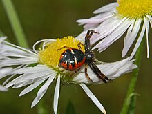 Red form