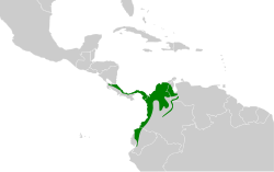 Distribución geográfica del titirijí cabecinegro.