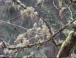 Usnea filipendula, Schwäbisch-Fränkischer Wald, Germany