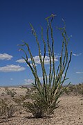 Ocotillo