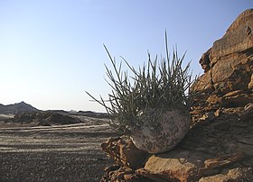 Adenia pechuelii