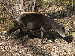 Gelbrückenducker