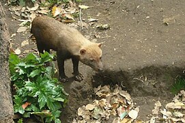 Waldhund