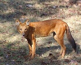 Dhole-indiano(Cuon alpinus dukunensis)