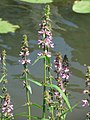 Чистец болотный (Calamintha clinopodium)