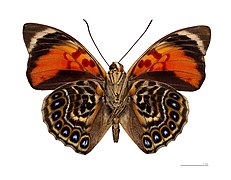 Papillons hors Sphingidae