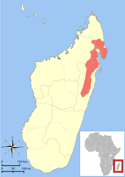 Distribución del lémur enano de orejas peludas