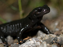 Salamandre noire