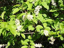 Floraison d'Amelanchier spicata à Biffontaine