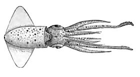 Ancistrocheirus lesueurii