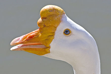 Chinese goose head at List of goose breeds, by Alan D. Wilson