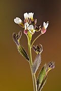 Arabis hirsuta - Keila