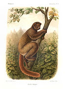 Drawing brown lemur