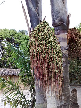 Oenocarpus bacaba