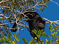 Bugio preto (Alouatta pigra). Macaé-RJ