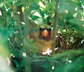 Female Cardinal on her nest.