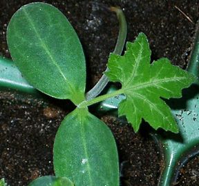 Plantín: primera hoja "verdadera" (normal, nomofilo) después de los cotiledones.