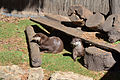 River otter enclosure