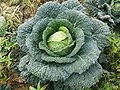 Brassica oleracea var. sabauda, il cavolo verza