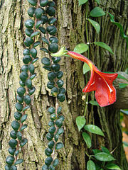 Columnea microphylla