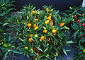 نبات مركب من فليفلة برتقالية