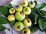 哥斯大黎加芭樂（英语：Psidium friedrichsthalianum） Costa Rican guava