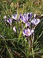 Crocus minimus