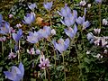 Crocus speciosus 'Artabir' clump